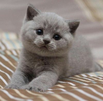 Котята на продажу