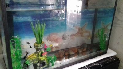 Аквариум холати яхши