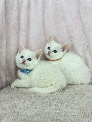Турецкие ангоры, котята