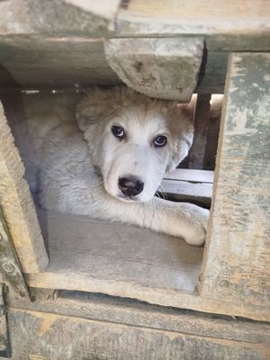 Алабай щенок 2 месяца