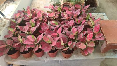 Aglaonema, fikus,begoniya,aglaonema,aloy