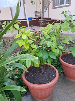 Gullar гуллар цветы