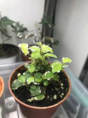 Продам фикус Пумила !