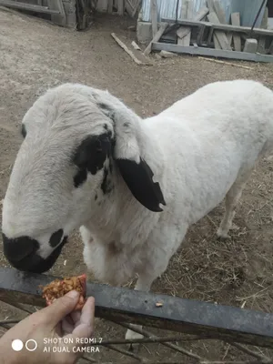 Баран арашан 1год