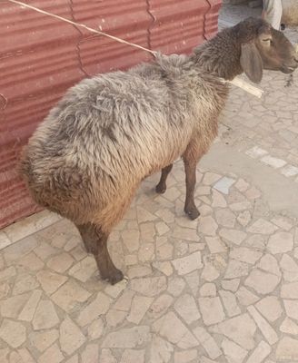 Moda qoʻy sotiladi