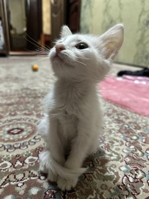 Mushukcha sotiladi 60$ parodasi Turetskay angora