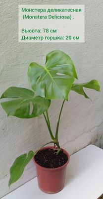 Монстера деликатесная (Monstera Deliciosa). Цветы для дома и офиса.