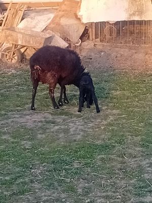 Qazoqi ona bola quyla sotiladi bachasi moda