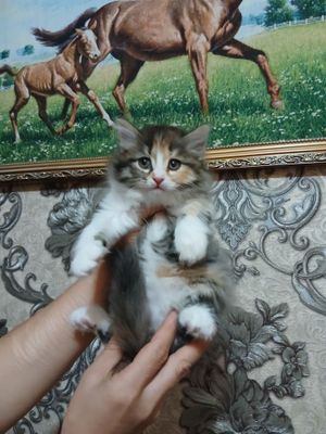 Продаются котята три девочки