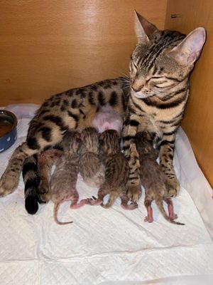 Продаются котята Бенгаль