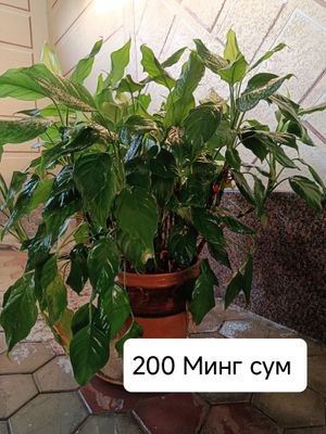 Хонаки гуллар, цветы
