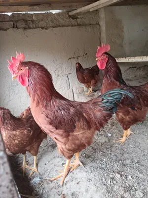 Хан Хяп кареский паронда хурозлари сотилади