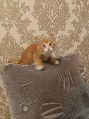 Норвежский лесной котёнок!