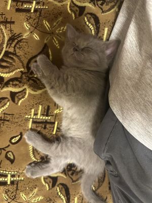 Мушук сотилади 1,5 ой киз бола
