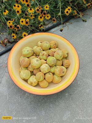 Продам айву - падалицу.