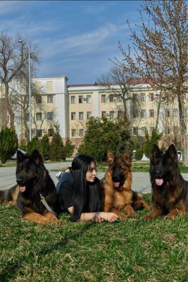 Предоставляю услуги хэндлера и кинолога