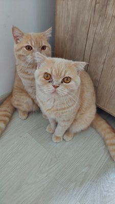 Mushuklar sotiladi