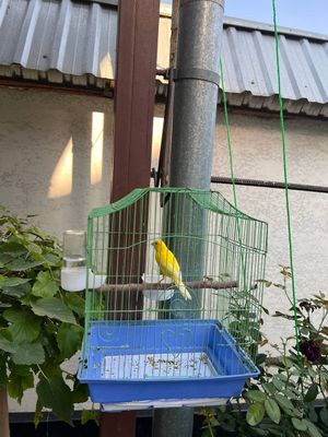 Канарейка нарлар