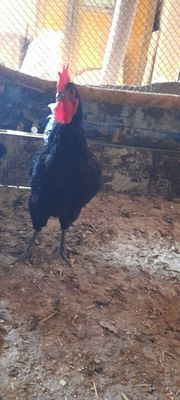Astrolop ruminiya xorozlari sotiladi