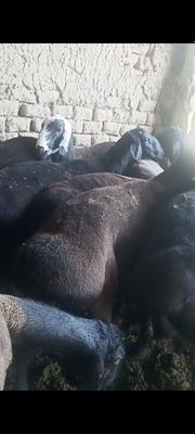 Qurbonlik uchun qoʻchrorla sotiladi
