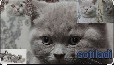 Срочно Мошка и кот мушук ва болалари