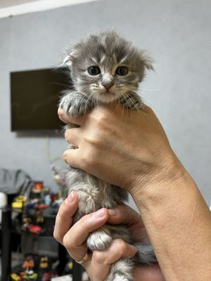 Продаются котята
