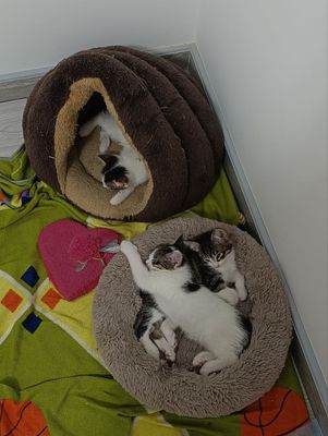 отдам котят