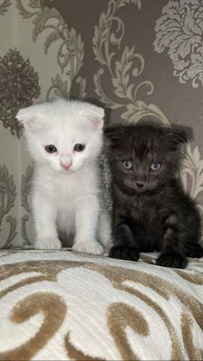 Пародистые кошки :белая кошка,черный кот!
