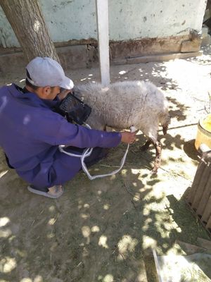 Veterinar UZI xizmati Ветеринар УЗИ хизмати