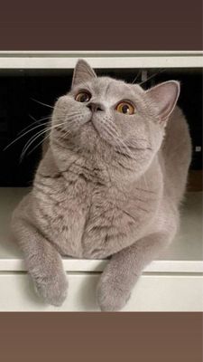 Кот мушук британ