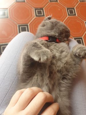 Кот шатланский фолд мальчик