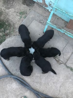 Щенки немецкой овчарки