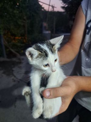 Домашний Кот 4 месяцев