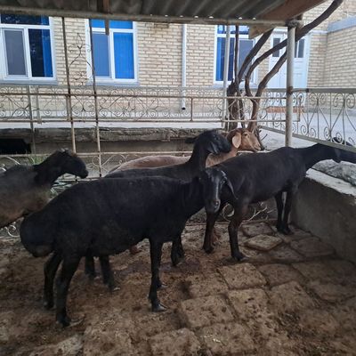 Кисир куйлар суиб берилади