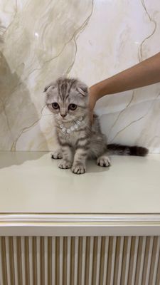 Scottish Fold 3 ярим ойлик