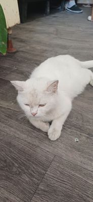 Turkiy Angora mushuklari oq rangli, ipaksimon yungli