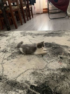 Котёнок Скоттиш Страйт