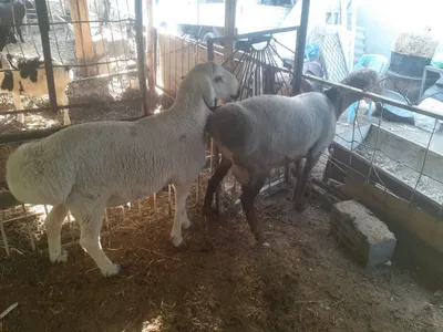 Tagal barralar qazoqi arabi