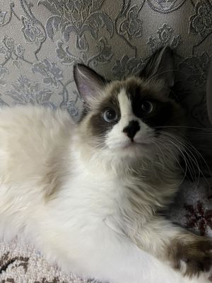 вязка кошка, Regdoll порода