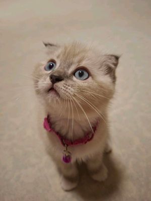 котята скотиш фолд и скотиш страйт