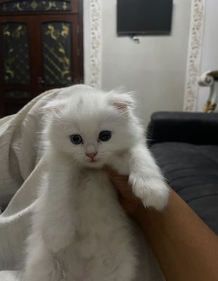 Mushuk (oq) britaniya