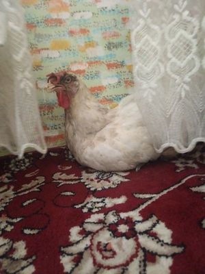 Kurk tovig' muana
