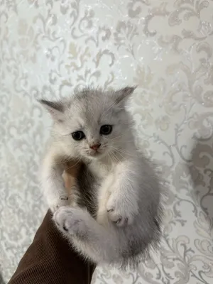 Котята Британская шиншилла