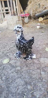 Chipor yaponchalar Sotiladi