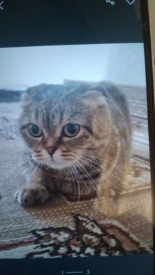 Внимание пропала кошка в миробадском районе