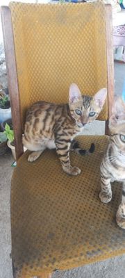 Котята бенгалские