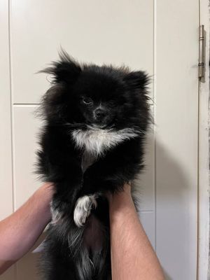 Милашка померанский шпиц