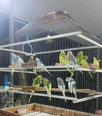 Кореллы, волнистые попугаи, неразлучники, розелла