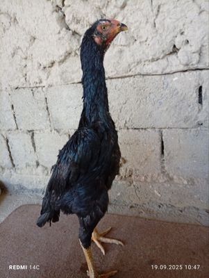 Dakan tovuq sotiladi