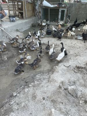 Урдаклар сотилади